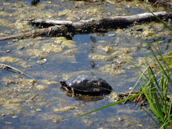 Immer noch akut vom Aussterben bedroht: Die Sumpfschildkröte. © StALU MS Immer noch akut vom Aussterben bedroht: Die Sumpfschildkröte.