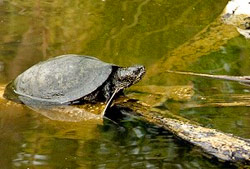 Letzte einheimische Sumpfschildkröte der Population im Naturpark "Feldberger Seenlandschaft"