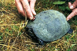 Besenderung der Sumpfschildkröte zum Auffinden des Eiablageplatzes 