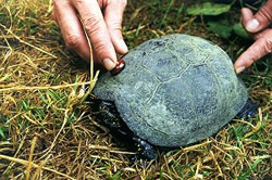 Besenderung der Sumpfschildkröte zum Auffinden des Eiablageplatzes © StALU MS Besenderung der Sumpfschildkröte zum Auffinden des Eiablageplatzes