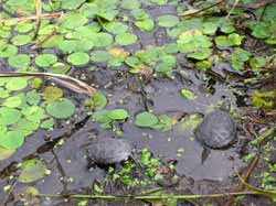 Auswilderung junger Sumpfschildkröten im Rahmen des Wiederbesiedlungsprojektes