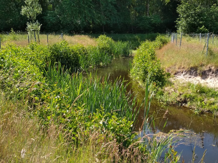 Künstlicher Altarm Lanzengraben © STALU VP Künstlicher Altarm Lanzengraben