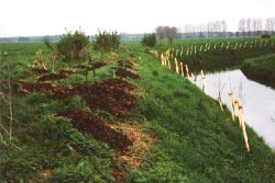 pflanzungbarthevelgast © StALU VP pflanzungbarthevelgast