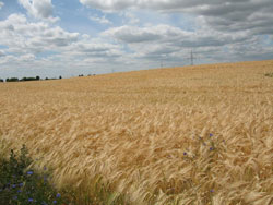 Gerstenfeld bei Schwaan