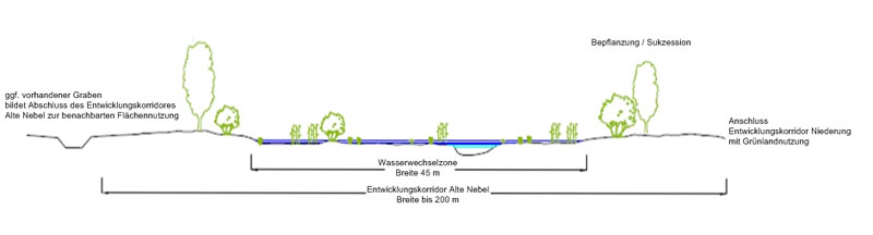 Prinzipdarstellung: Querprofilgestaltung Wasserwechselzone - Entwicklungskorridor Alte Nebel