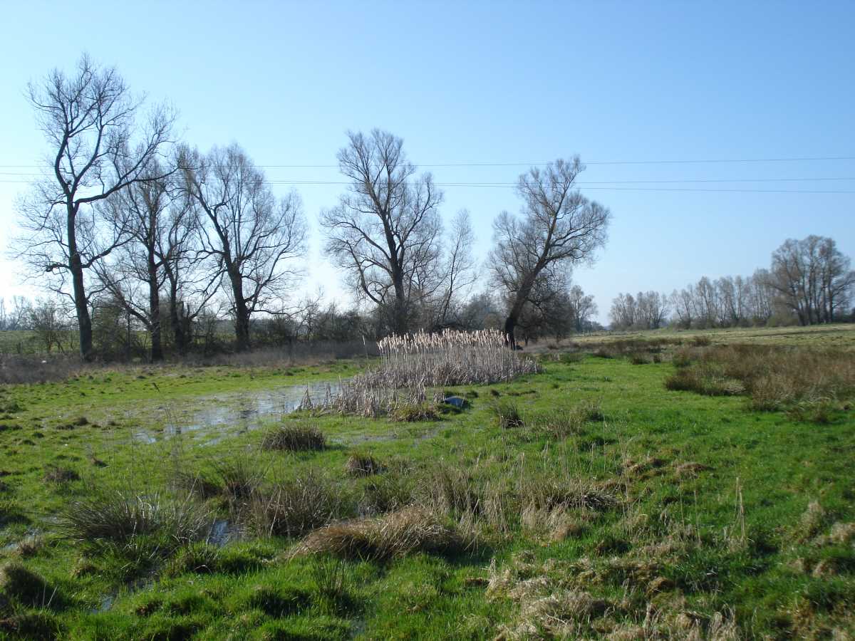 (1) Verrohrtes Gewässer – Wiese bei Dambeck  Vorher: aufgetriebene Rohrleitung