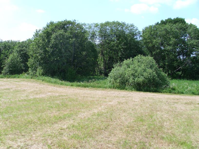 2010 Blick auf das Bachtal mit Erlen und Weidengebüschen (vorher)