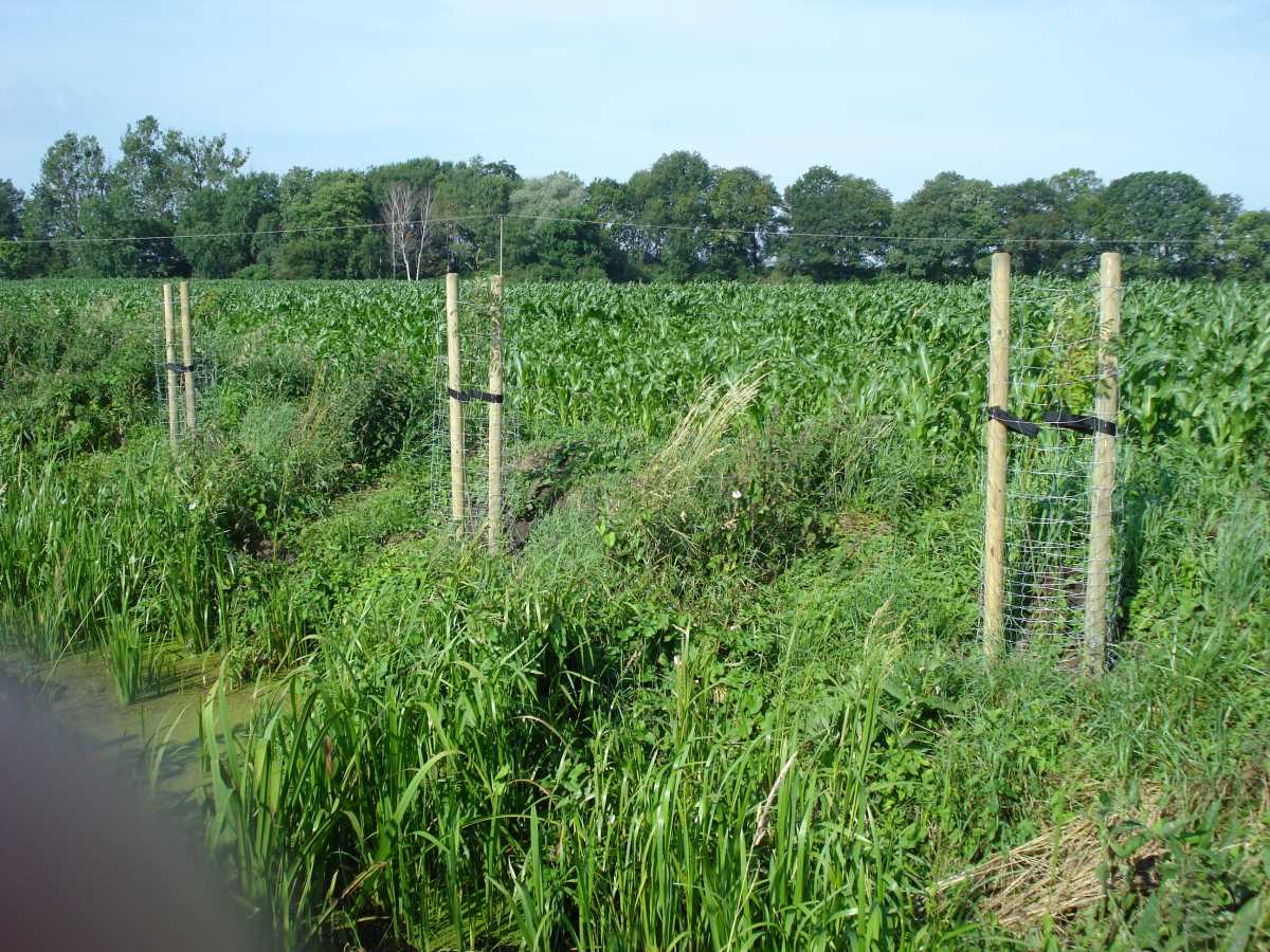 2013 Gepflanzte Erlen am Ufer/ Böschung des Fleethgrabens (nachher)