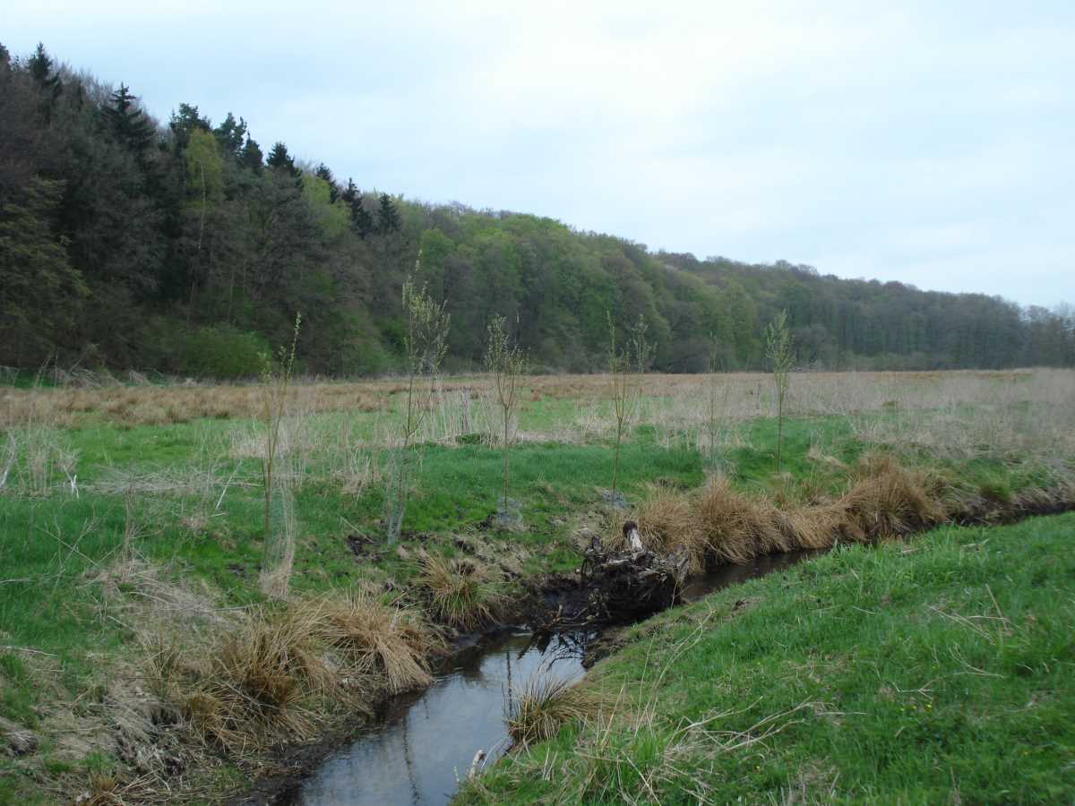 2018 Pulowbach Pflanzung