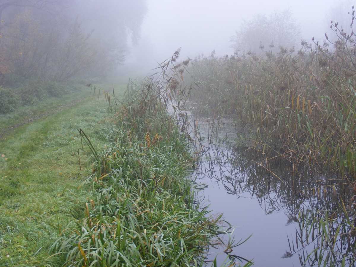 2010 Verschilfter Zulauf zum Stadtsee (vorher)
