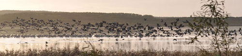 kranichpanorama
